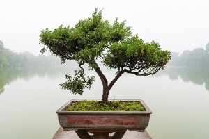 Bonsai tree - Nexus Business Solutions - Prune the Tree Prune_the_tree.jpg